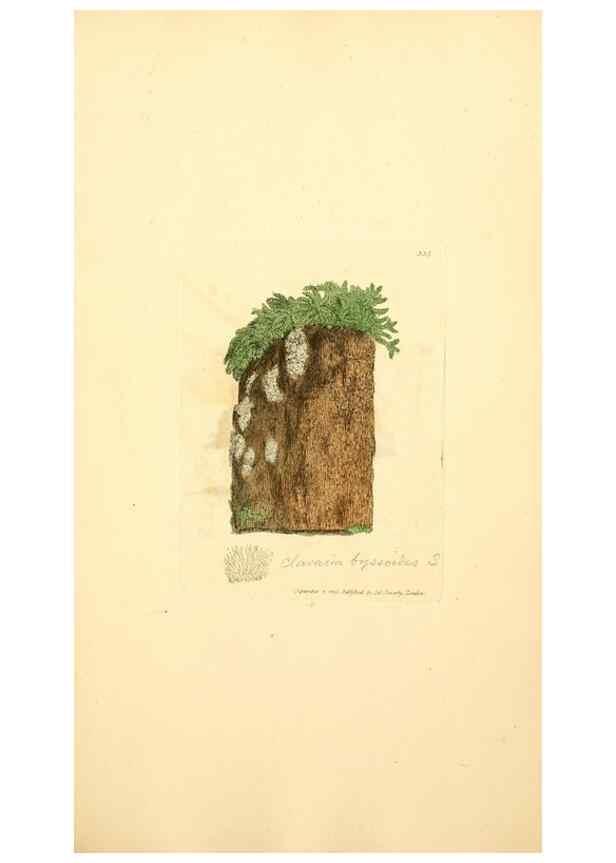 Reproducción/Reproduction 8229498147: Coloured figures of English fungi or mushrooms.. London,Printed by J. Davis,1797-[1809]