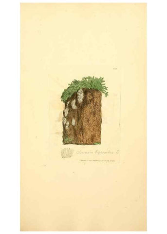 Reproducción/Reproduction 8229498147: Coloured figures of English fungi or mushrooms.. London,Printed by J. Davis,1797-[1809]