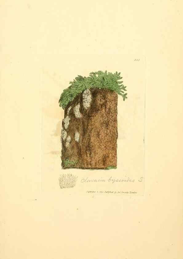 Reproducción/Reproduction 8229498147: Coloured figures of English fungi or mushrooms.. London,Printed by J. Davis,1797-[1809]