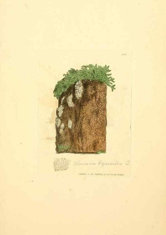 Reproducción/Reproduction 8229498147: Coloured figures of English fungi or mushrooms.. London,Printed by J. Davis,1797-[1809]