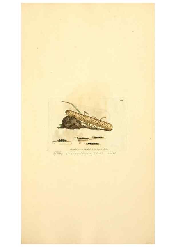Reproducción/Reproduction 8229498593: Coloured figures of English fungi or mushrooms.. London,Printed by J. Davis,1797-[1809]