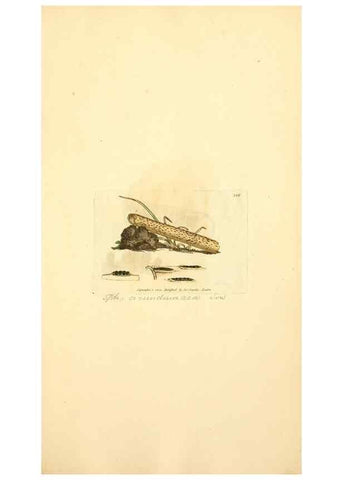 Reproducción/Reproduction 8229498593: Coloured figures of English fungi or mushrooms.. London,Printed by J. Davis,1797-[1809]