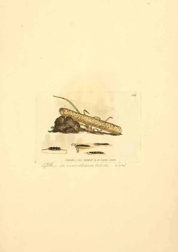 Reproducción/Reproduction 8229498593: Coloured figures of English fungi or mushrooms.. London,Printed by J. Davis,1797-[1809]