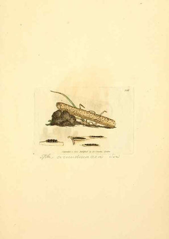 Reproducción/Reproduction 8229498593: Coloured figures of English fungi or mushrooms.. London,Printed by J. Davis,1797-[1809]