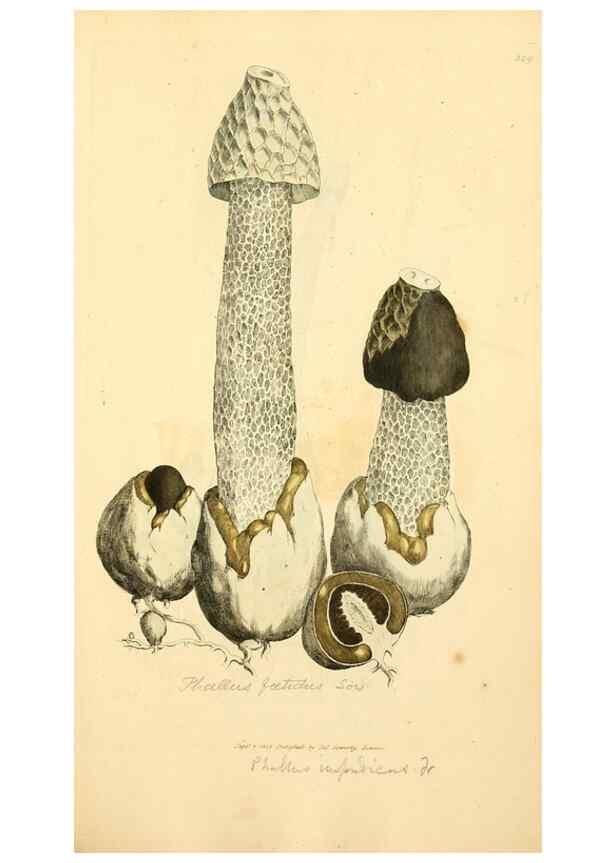 Reproducción/Reproduction 8230559614: Coloured figures of English fungi or mushrooms.. London,Printed by J. Davis,1797-[1809]