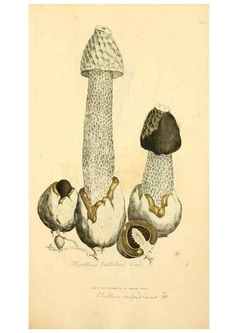 Reproducción/Reproduction 8230559614: Coloured figures of English fungi or mushrooms.. London,Printed by J. Davis,1797-[1809]