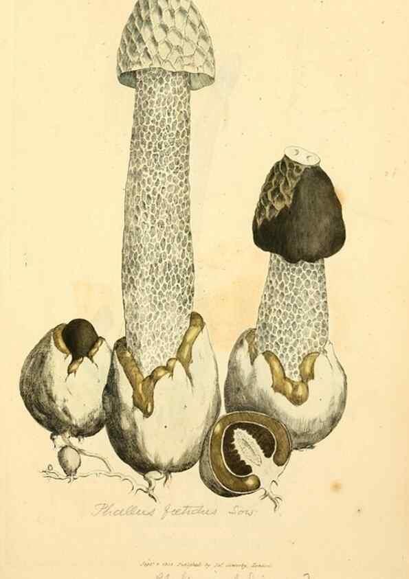Reproducción/Reproduction 8230559614: Coloured figures of English fungi or mushrooms.. London,Printed by J. Davis,1797-[1809]