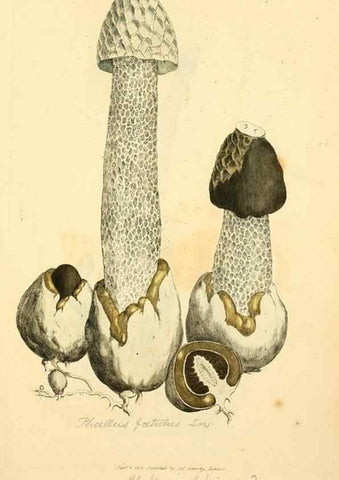 Reproducción/Reproduction 8230559614: Coloured figures of English fungi or mushrooms.. London,Printed by J. Davis,1797-[1809]