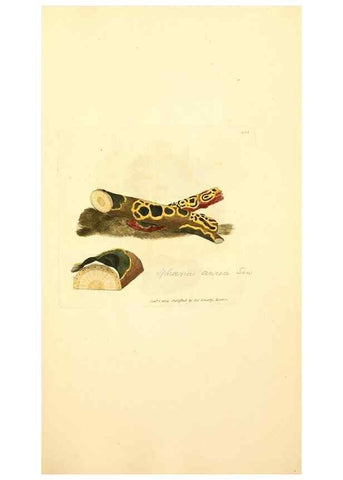 Reproducción/Reproduction 8230572858: Coloured figures of English fungi or mushrooms.. London,Printed by J. Davis,1797-[1809]