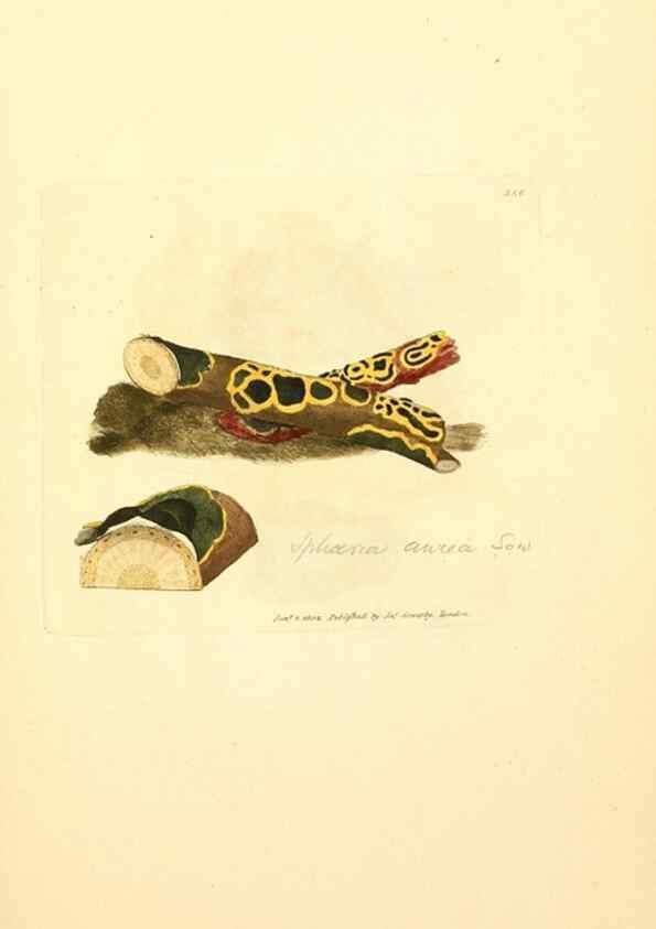 Reproducción/Reproduction 8230572858: Coloured figures of English fungi or mushrooms.. London,Printed by J. Davis,1797-[1809]