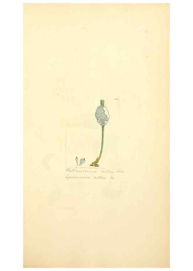 Reproducción/Reproduction 8229468437: Coloured figures of English fungi or mushrooms.. London,Printed by J. Davis,1797-[1809]