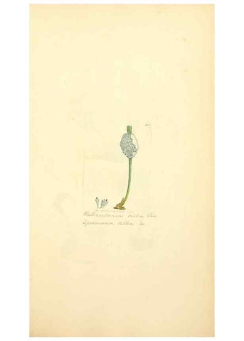 Reproducción/Reproduction 8229468437: Coloured figures of English fungi or mushrooms.. London,Printed by J. Davis,1797-[1809]