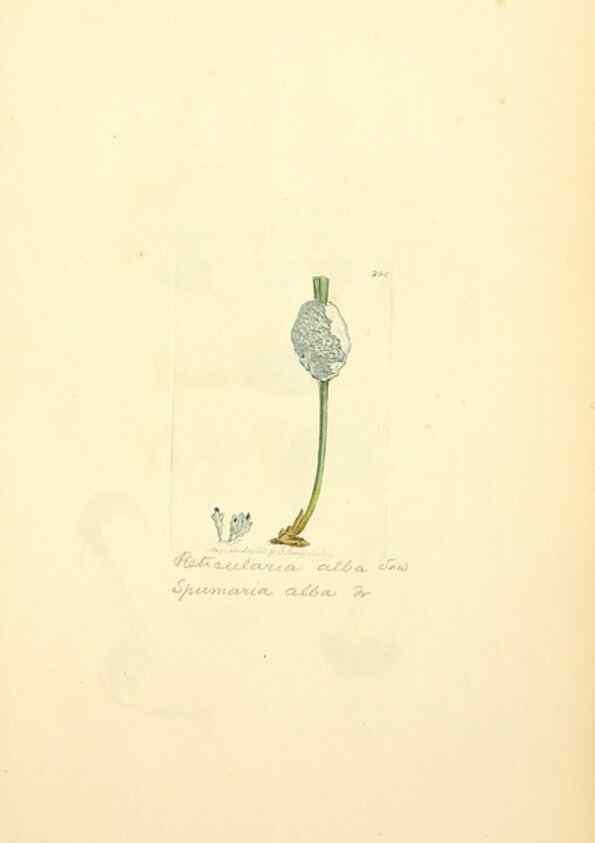 Reproducción/Reproduction 8229468437: Coloured figures of English fungi or mushrooms.. London,Printed by J. Davis,1797-[1809]