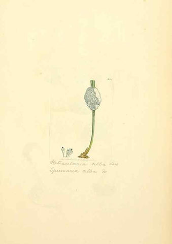 Reproducción/Reproduction 8229468437: Coloured figures of English fungi or mushrooms.. London,Printed by J. Davis,1797-[1809]