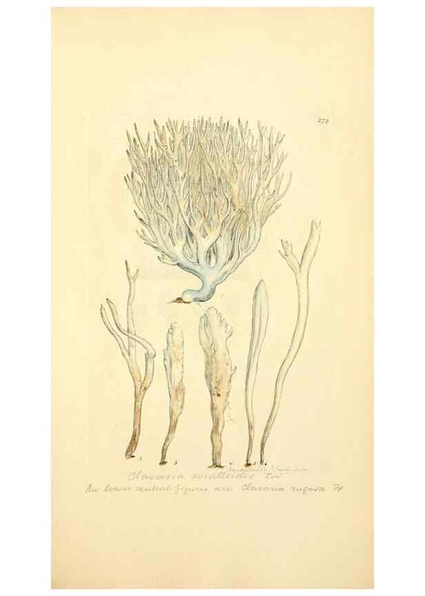 Reproducción/Reproduction 8229467545: Coloured figures of English fungi or mushrooms.. London,Printed by J. Davis,1797-[1809]