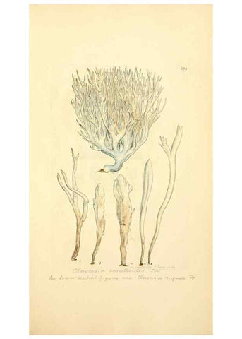 Reproducción/Reproduction 8229467545: Coloured figures of English fungi or mushrooms.. London,Printed by J. Davis,1797-[1809]