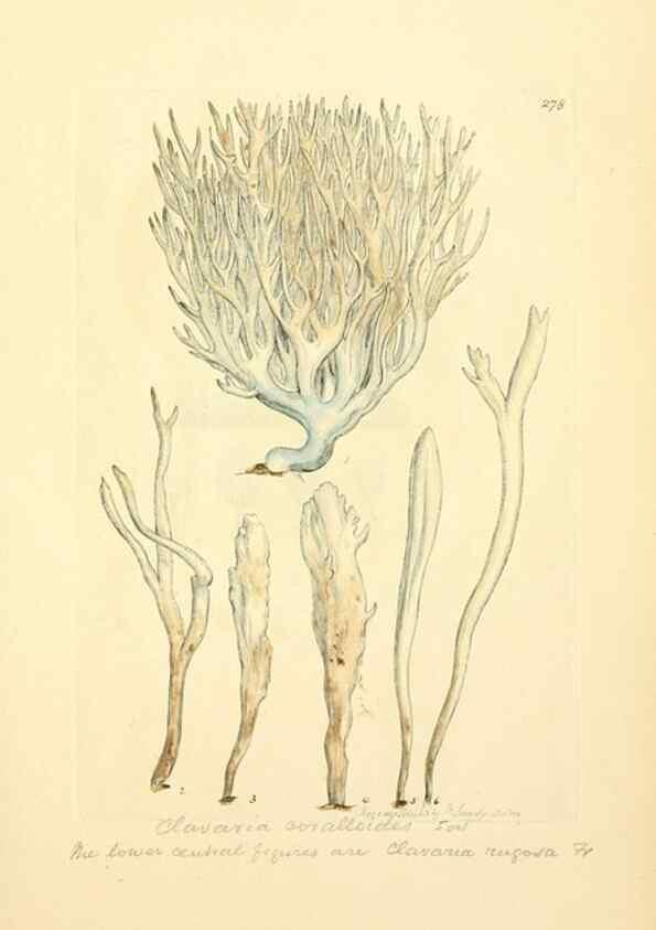 Reproducción/Reproduction 8229467545: Coloured figures of English fungi or mushrooms.. London,Printed by J. Davis,1797-[1809]