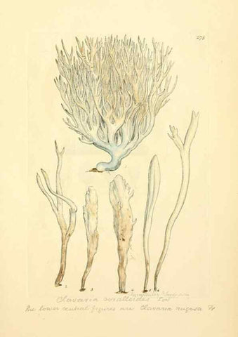 Reproducción/Reproduction 8229467545: Coloured figures of English fungi or mushrooms.. London,Printed by J. Davis,1797-[1809]