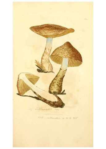 Reproducción/Reproduction 8229438277: Coloured figures of English fungi or mushrooms.. London,Printed by J. Davis,1797-[1809]