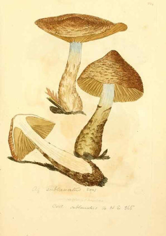 Reproducción/Reproduction 8229438277: Coloured figures of English fungi or mushrooms.. London,Printed by J. Davis,1797-[1809]