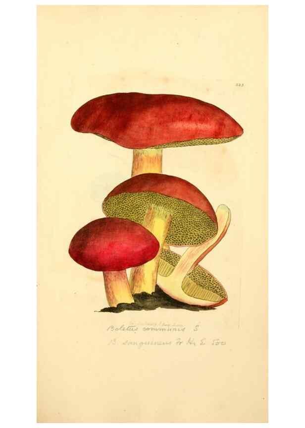 Reproducción/Reproduction 8229438691: Coloured figures of English fungi or mushrooms.. London,Printed by J. Davis,1797-[1809]