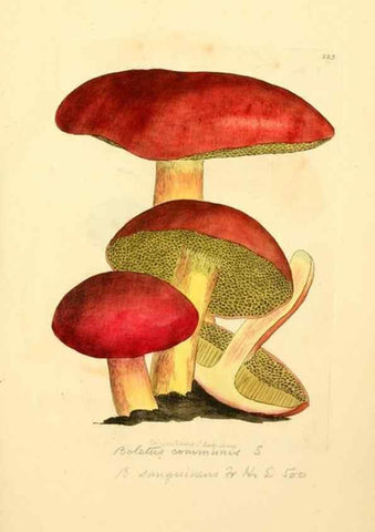 Reproducción/Reproduction 8229438691: Coloured figures of English fungi or mushrooms.. London,Printed by J. Davis,1797-[1809]