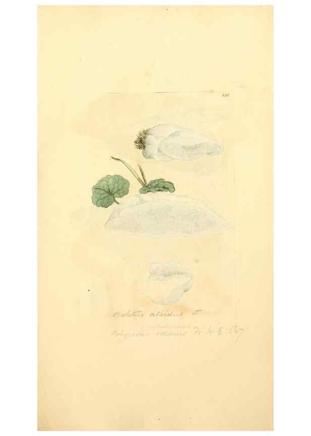 Reproducción/Reproduction 8230504528: Coloured figures of English fungi or mushrooms.. London,Printed by J. Davis,1797-[1809]
