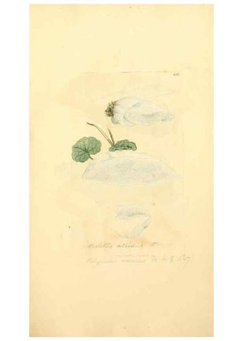 Reproducción/Reproduction 8230504528: Coloured figures of English fungi or mushrooms.. London,Printed by J. Davis,1797-[1809]