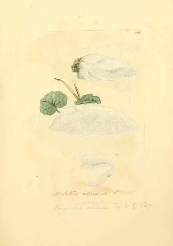 Reproducción/Reproduction 8230504528: Coloured figures of English fungi or mushrooms.. London,Printed by J. Davis,1797-[1809]