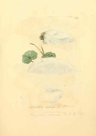 Reproducción/Reproduction 8230504528: Coloured figures of English fungi or mushrooms.. London,Printed by J. Davis,1797-[1809]