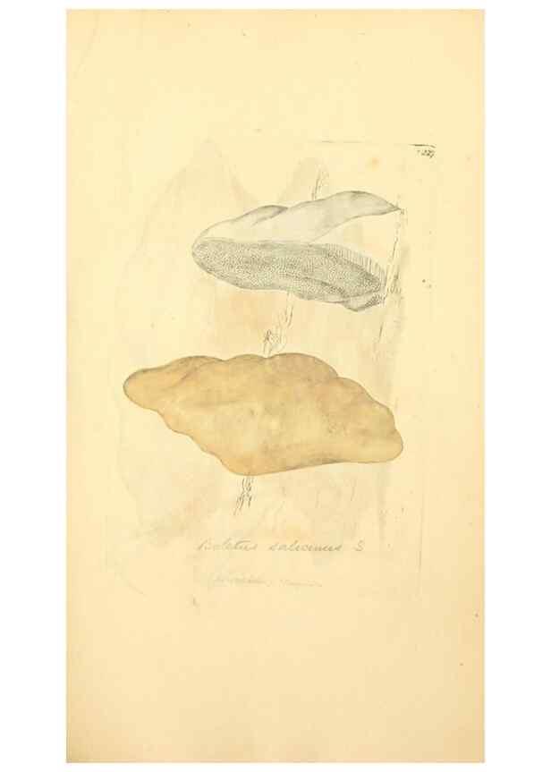 Reproducción/Reproduction 8230504930: Coloured figures of English fungi or mushrooms.. London,Printed by J. Davis,1797-[1809]