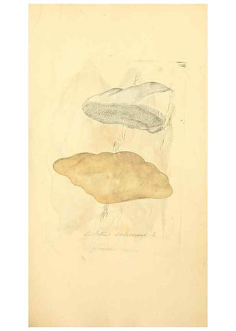 Reproducción/Reproduction 8230504930: Coloured figures of English fungi or mushrooms.. London,Printed by J. Davis,1797-[1809]