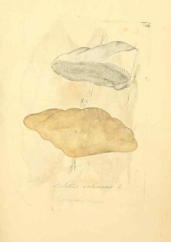 Reproducción/Reproduction 8230504930: Coloured figures of English fungi or mushrooms.. London,Printed by J. Davis,1797-[1809]