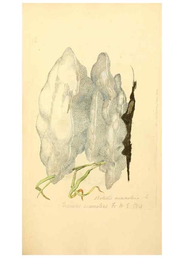 Reproducción/Reproduction 8229440291: Coloured figures of English fungi or mushrooms.. London,Printed by J. Davis,1797-[1809]