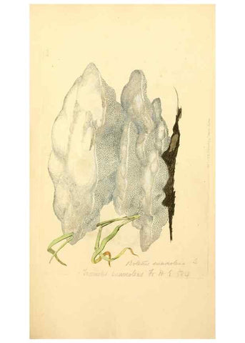 Reproducción/Reproduction 8229440291: Coloured figures of English fungi or mushrooms.. London,Printed by J. Davis,1797-[1809]