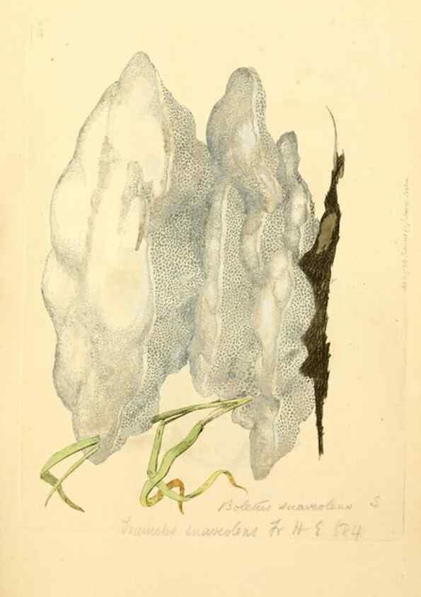 Reproducción/Reproduction 8229440291: Coloured figures of English fungi or mushrooms.. London,Printed by J. Davis,1797-[1809]