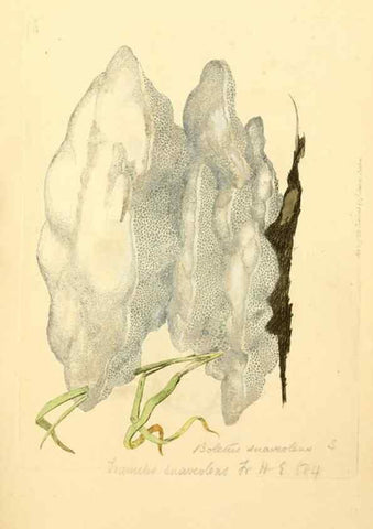Reproducción/Reproduction 8229440291: Coloured figures of English fungi or mushrooms.. London,Printed by J. Davis,1797-[1809]