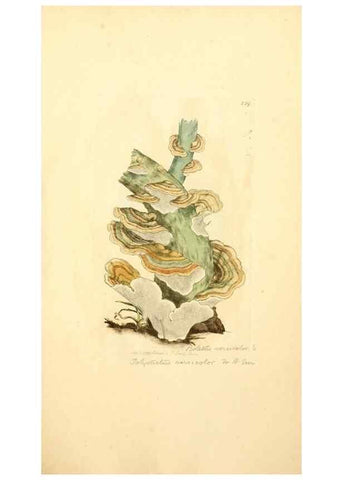 Reproducción/Reproduction 8229440751: Coloured figures of English fungi or mushrooms.. London,Printed by J. Davis,1797-[1809]