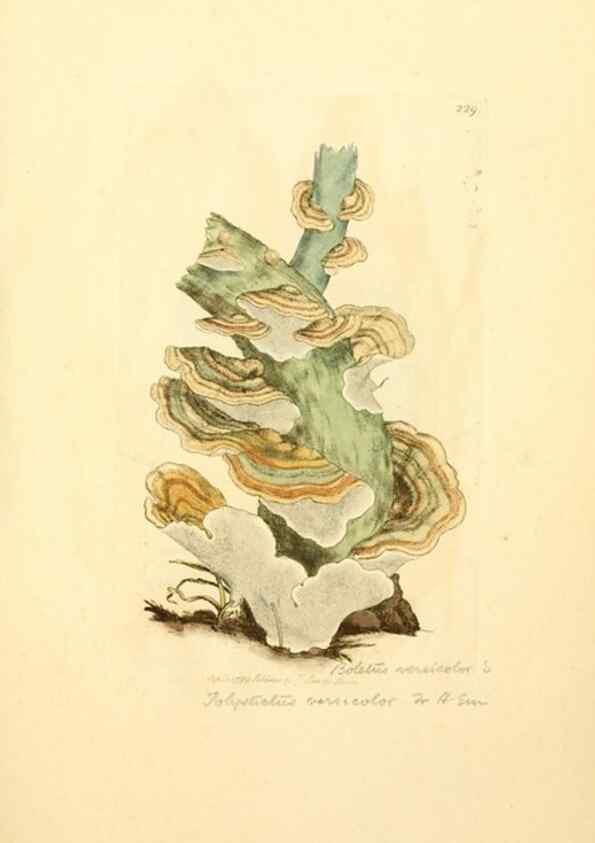 Reproducción/Reproduction 8229440751: Coloured figures of English fungi or mushrooms.. London,Printed by J. Davis,1797-[1809]
