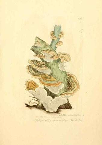 Reproducción/Reproduction 8229440751: Coloured figures of English fungi or mushrooms.. London,Printed by J. Davis,1797-[1809]