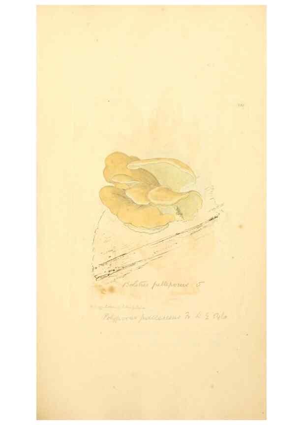 Reproducción/Reproduction 8229441149: Coloured figures of English fungi or mushrooms.. London,Printed by J. Davis,1797-[1809]