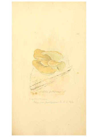Reproducción/Reproduction 8229441149: Coloured figures of English fungi or mushrooms.. London,Printed by J. Davis,1797-[1809]