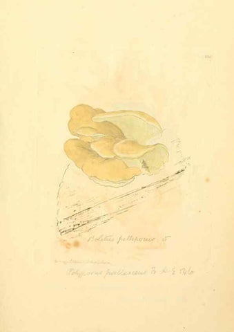 Reproducción/Reproduction 8229441149: Coloured figures of English fungi or mushrooms.. London,Printed by J. Davis,1797-[1809]