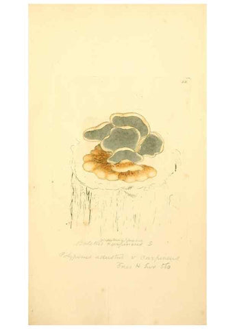 Reproducción/Reproduction 8229441645: Coloured figures of English fungi or mushrooms.. London,Printed by J. Davis,1797-[1809]
