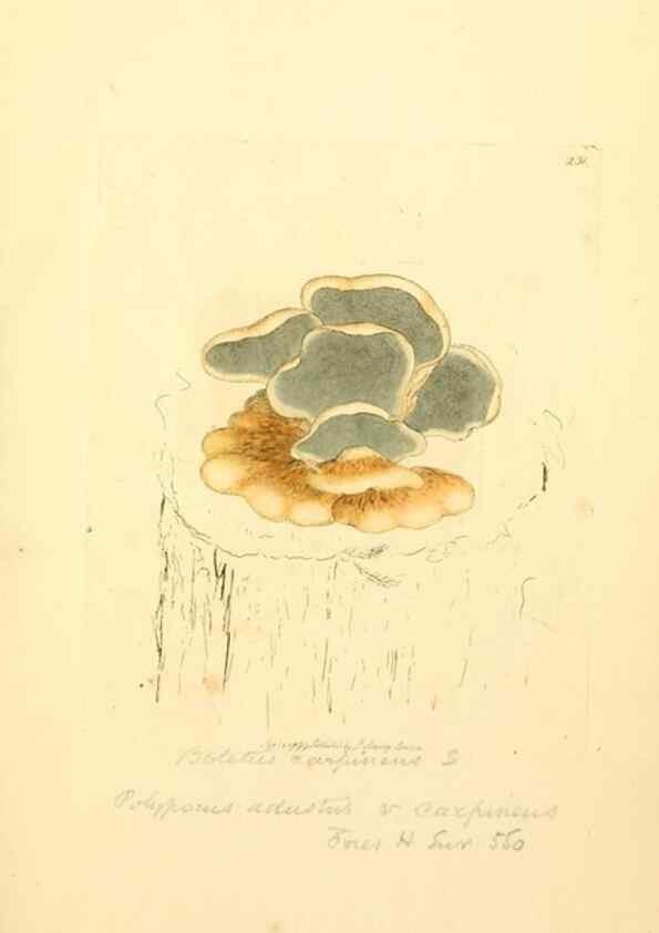 Reproducción/Reproduction 8229441645: Coloured figures of English fungi or mushrooms.. London,Printed by J. Davis,1797-[1809]