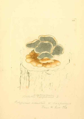 Reproducción/Reproduction 8229441645: Coloured figures of English fungi or mushrooms.. London,Printed by J. Davis,1797-[1809]