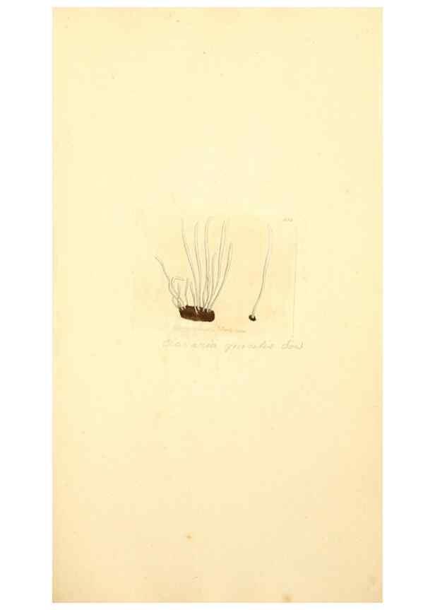 Reproducción/Reproduction 8229442187: Coloured figures of English fungi or mushrooms.. London,Printed by J. Davis,1797-[1809]