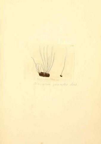 Reproducción/Reproduction 8229442187: Coloured figures of English fungi or mushrooms.. London,Printed by J. Davis,1797-[1809]