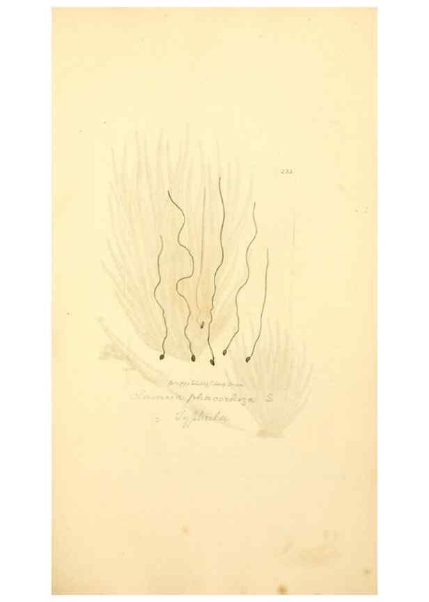 Reproducción/Reproduction 8229442557: Coloured figures of English fungi or mushrooms.. London,Printed by J. Davis,1797-[1809]