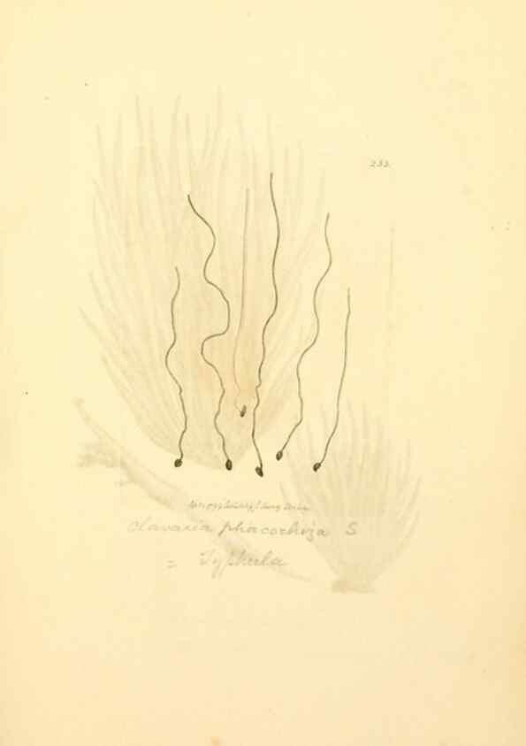 Reproducción/Reproduction 8229442557: Coloured figures of English fungi or mushrooms.. London,Printed by J. Davis,1797-[1809]